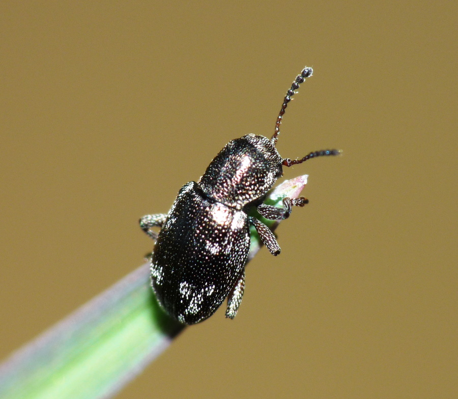 Chrysomelidae: Pachnephorus villosus